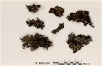 藏品(條袋梅衣)的圖片